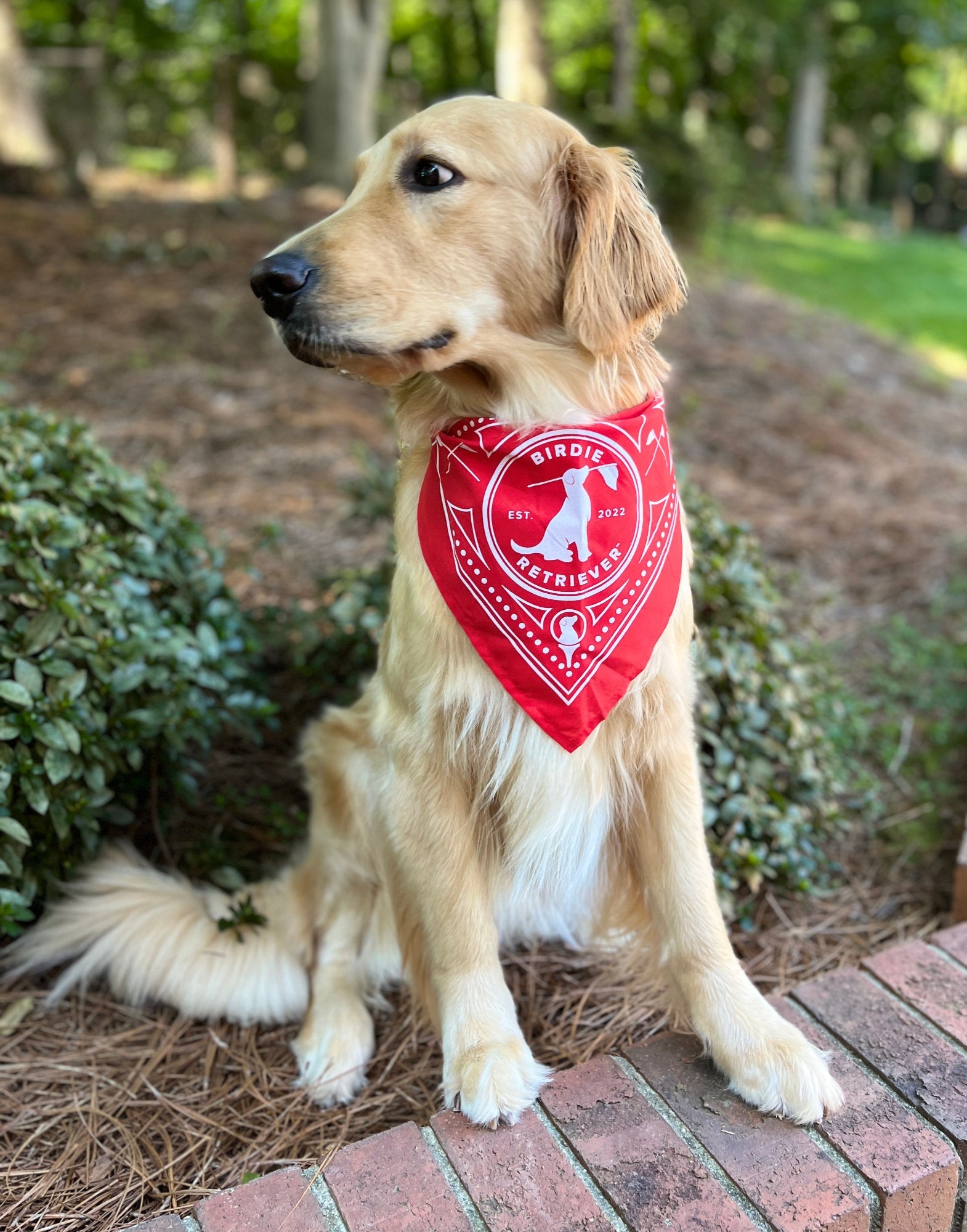 🎁 Birdie Retriever Doggy Bandanas (100% off)