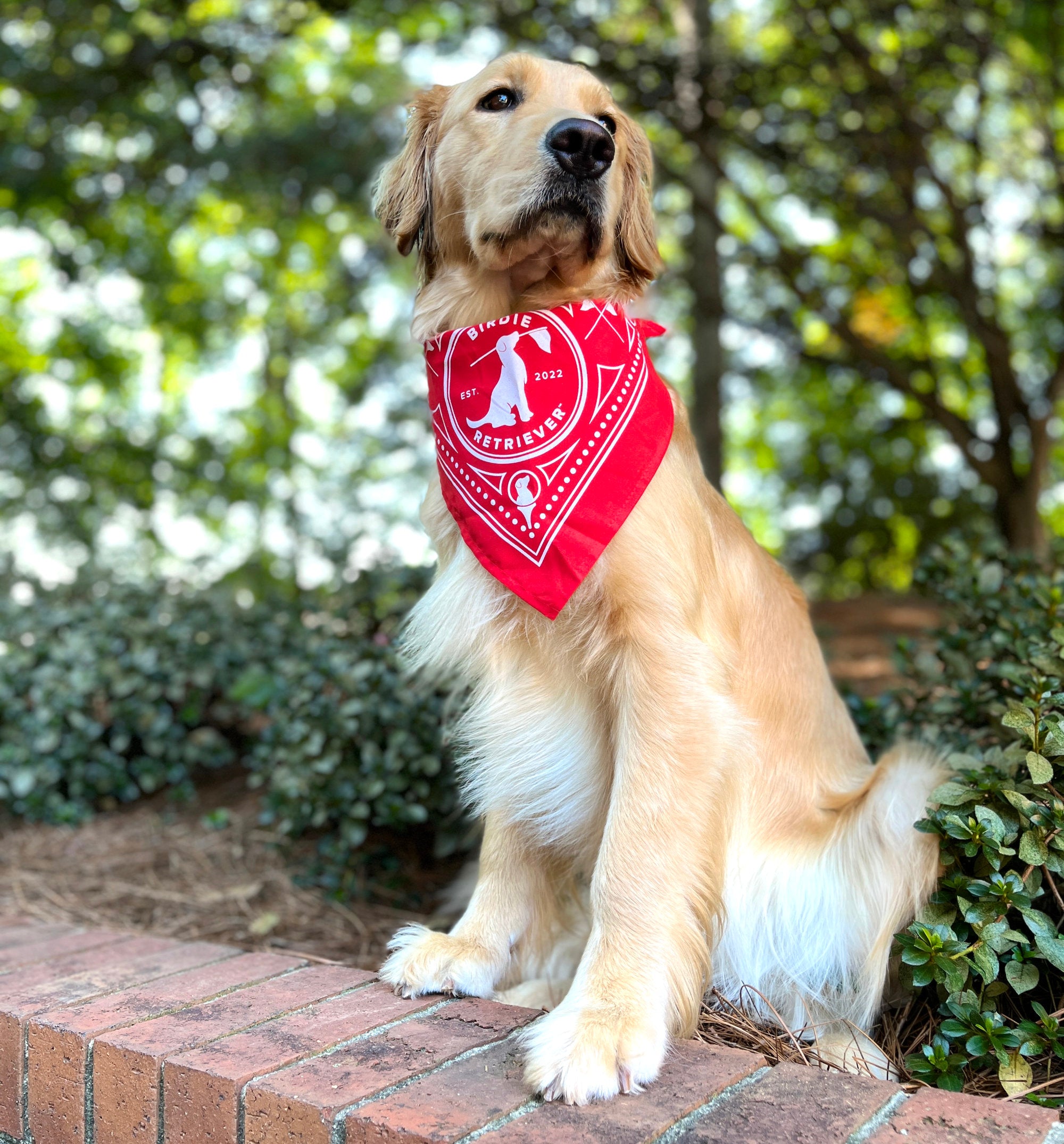 doggy bandanas