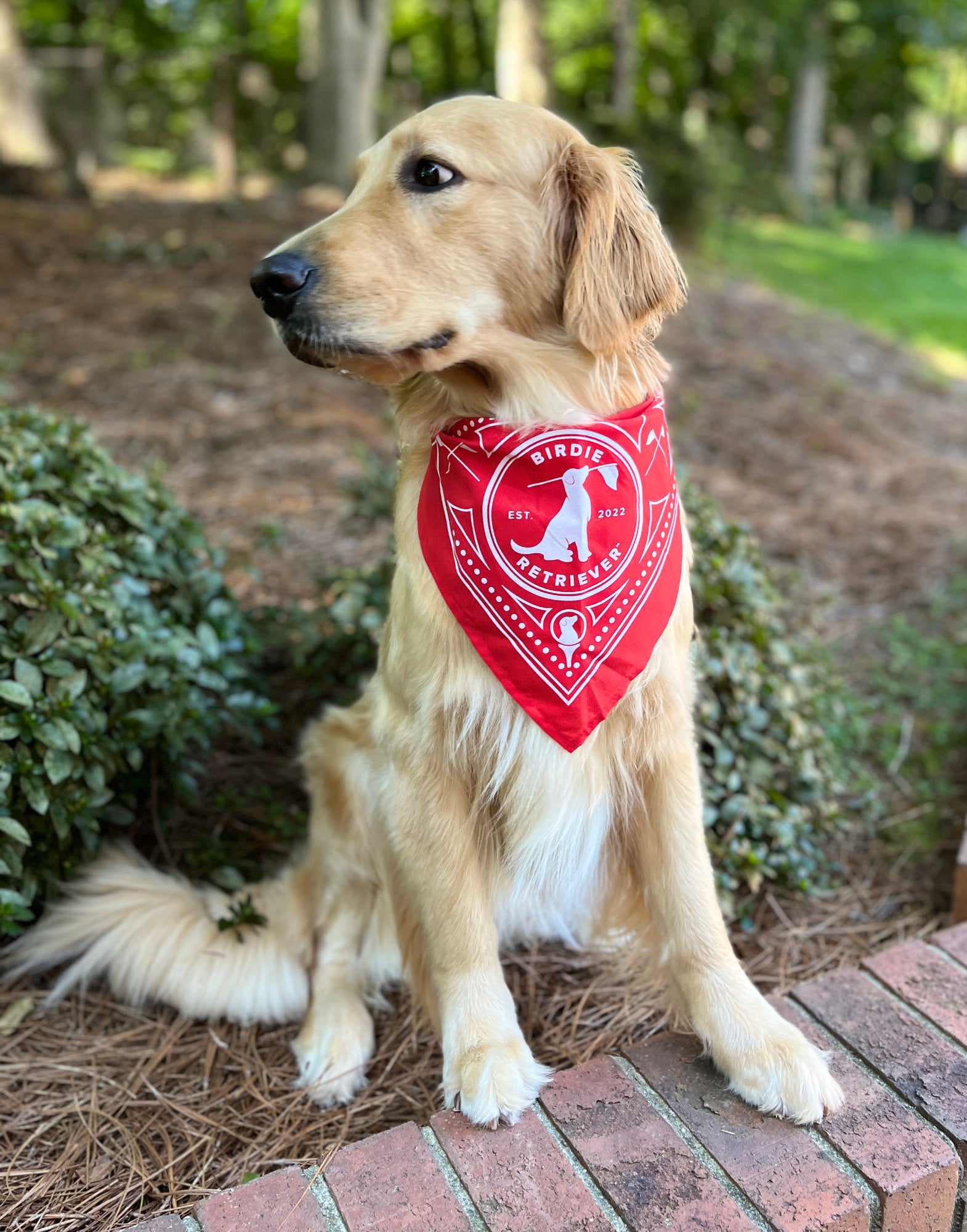 doggy bandanas
