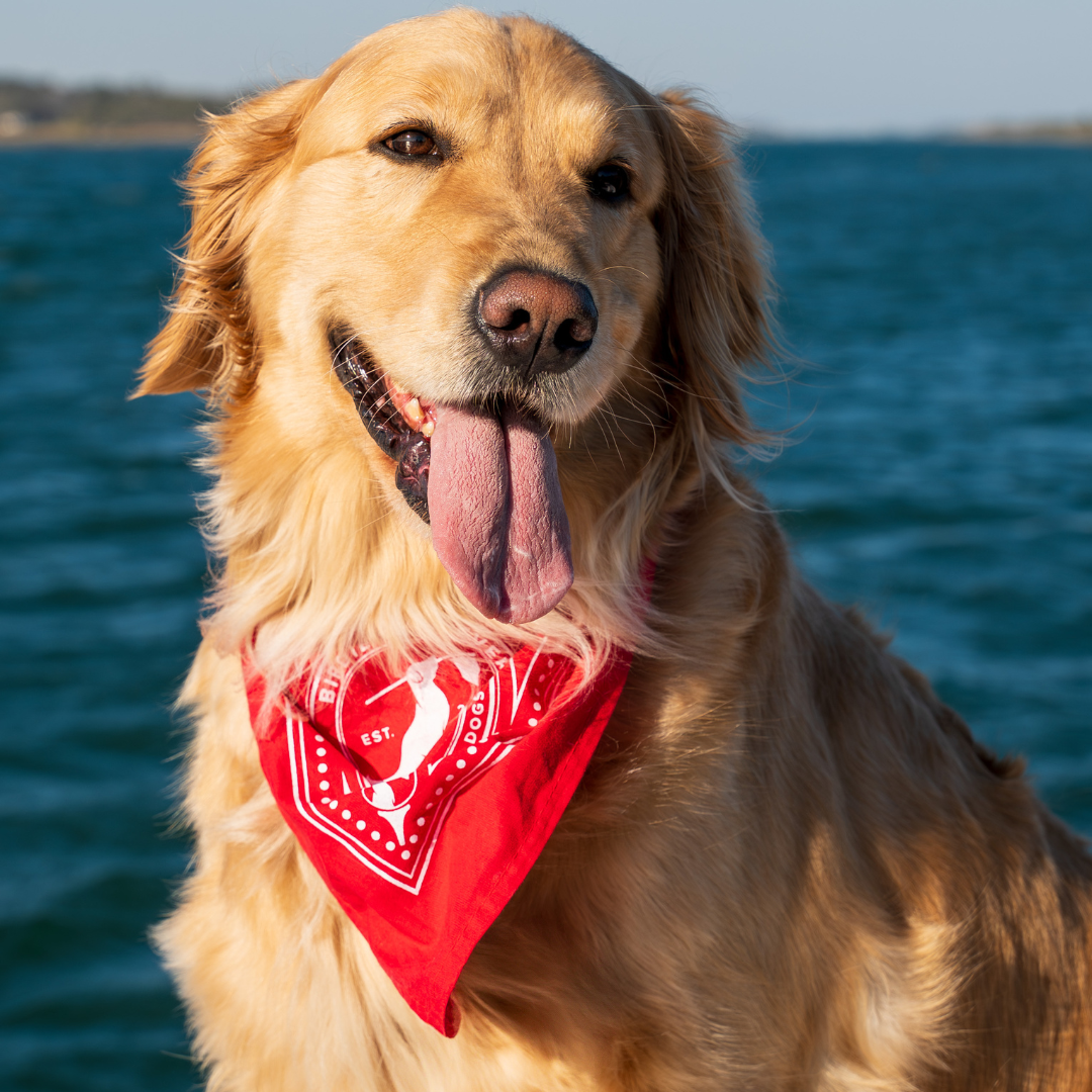Birdie Retriever Doggy Bandanas
